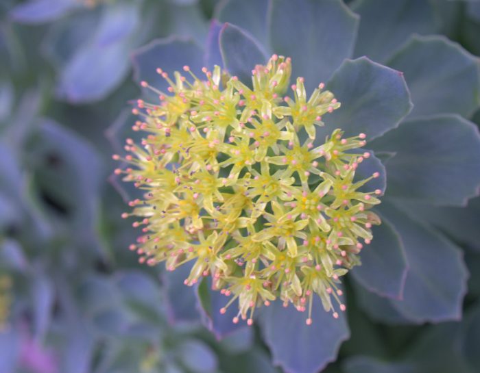 La Rhodiola pour améliorer ses capacités mentales