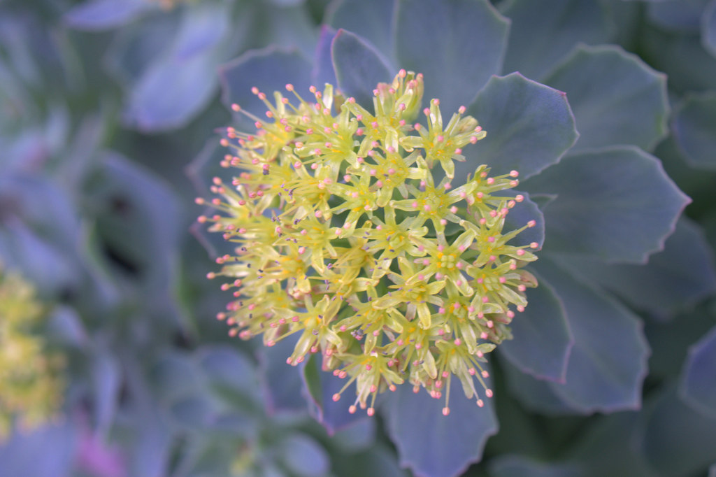 La Rhodiola pour améliorer ses capacités mentales